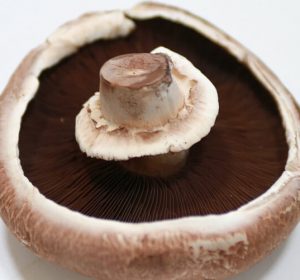 portobello mushroom portobello mushroom